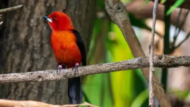 Brazilian Tanager Sits On A Tree Branch Tanagers Species Information