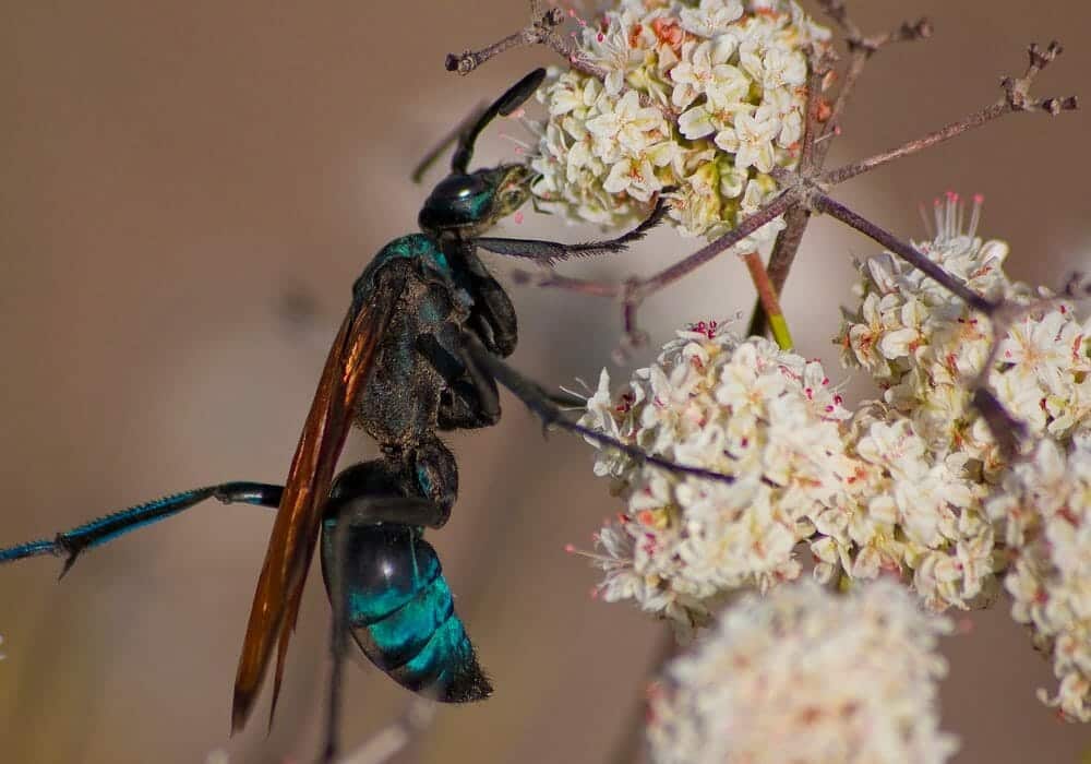 Tarantula Hawk Wasps