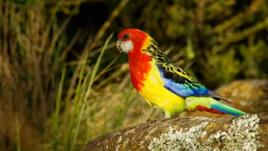 Tasmania Bird Populations