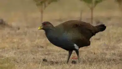 Tasmanian Native-hens on the Ground