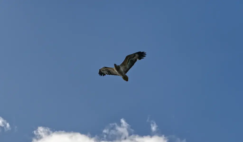 A Flying Eagle Tasmanian Wedge-tailed Eagles