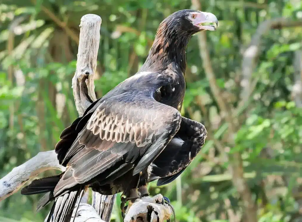 Tasmanian Wedge-tailed Eagles