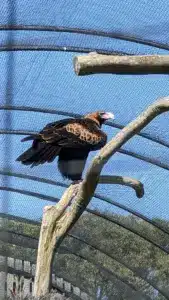Tasmanian Wedge-tailed Eagles Full Body