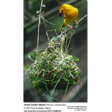 Taveta Golden Weaver at nest