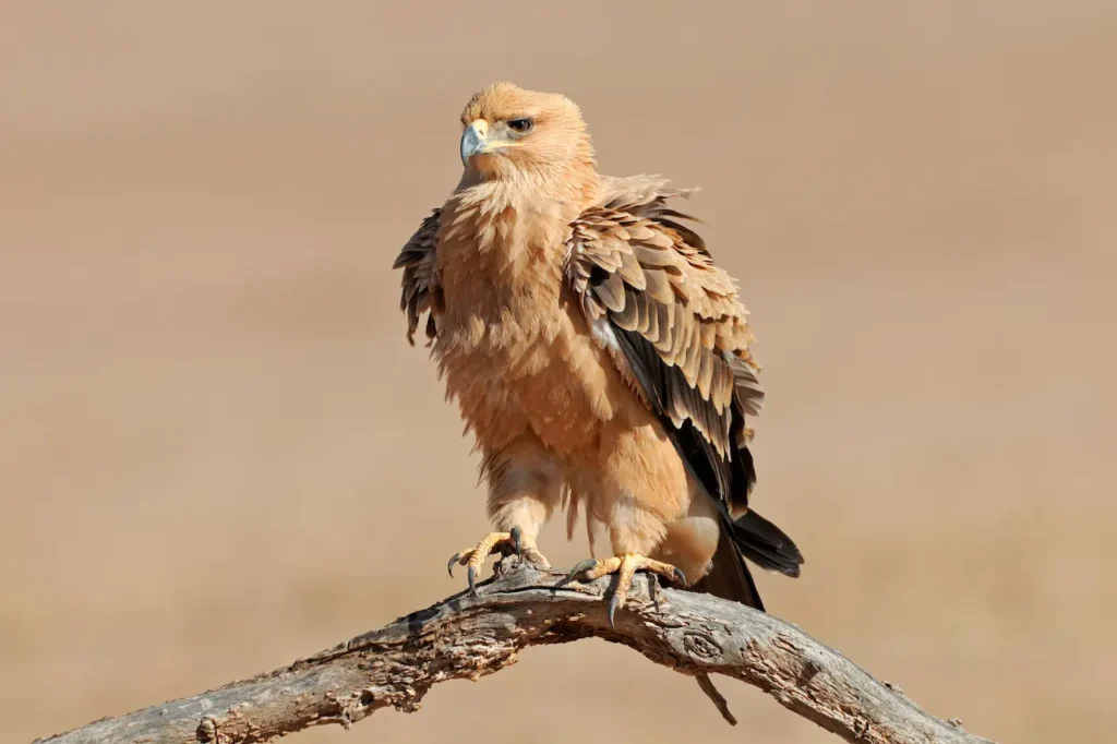 Tawny Eagles 