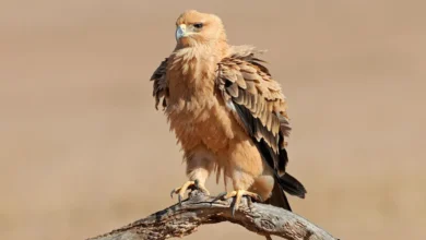 Tawny Eagles