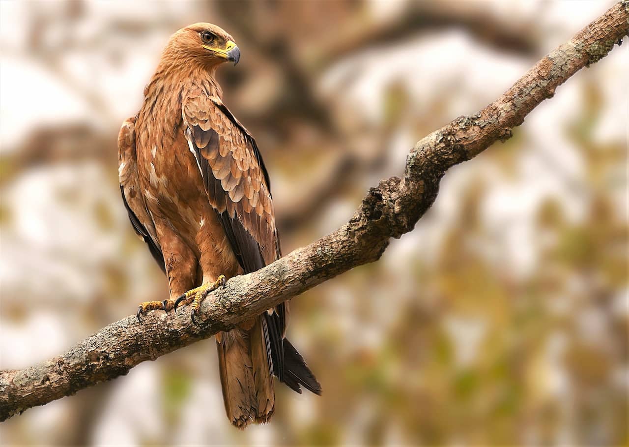A Tawny Eagles standing by on a branch waiting for its prey.