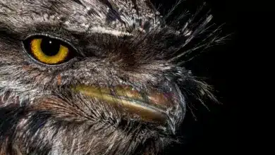 The Tawny Frogmouth Close Up Image