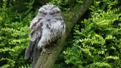 Tawny Frogmouths on the Trree Branch