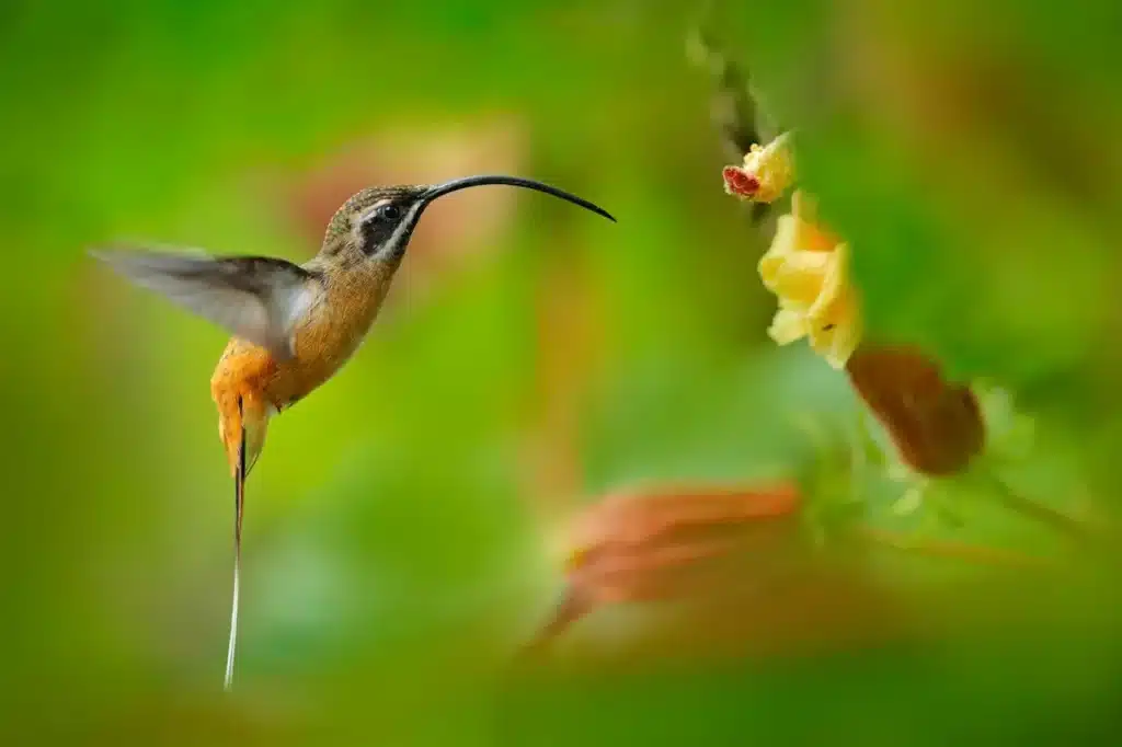 Tawny-bellied Hermits