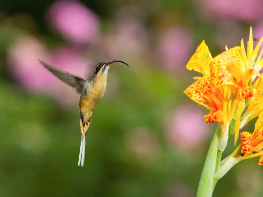 Tawny-bellied Hermits Flying over ther Flowers 