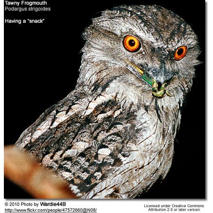 Close-up of a Tawny Frogmouth, a nocturnal bird with striking orange eyes holding a green insect in its beak. The bird's mottled grey and brown feathers provide excellent camouflage. Nearby, Wallacean Cuckooshrikes can be heard. Text includes "Having a 'snack'" and attribution to photographer Wardie448.