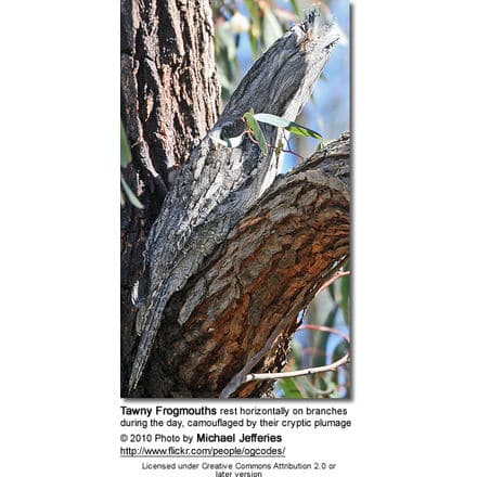 Tawny Frogmouths rest horizontally on branches during the day, camouflaged by their cryptic plumage