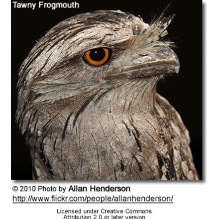 Tawny Frogmouth Head Detail