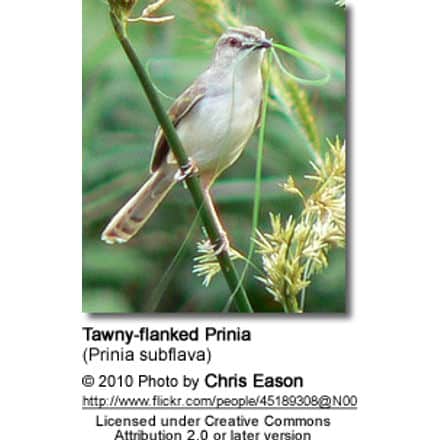 Tawny-flanked Prinia (Prinia subflava)