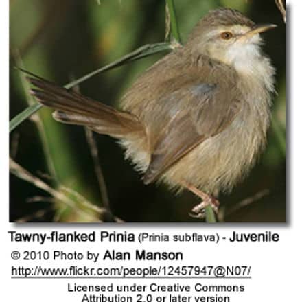 Tawny-flanked Prinia (Prinia subflava) - Juvenile
