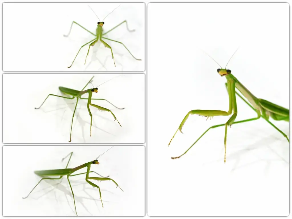 Taxonomic Identification Key For Preying Mantids