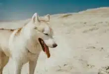 Ten Most Beloved Dogs in Savannah Georgia