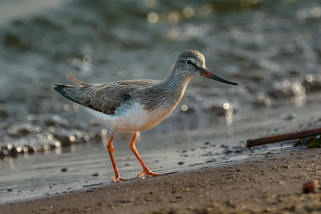 Terek Sandpipers
