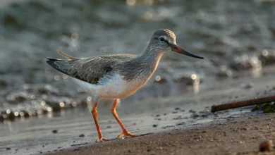 Terek Sandpipers