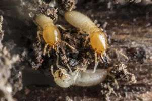 Termites Close Up Eating Wood