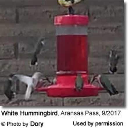 White Hummingbirds in Texas, USA
