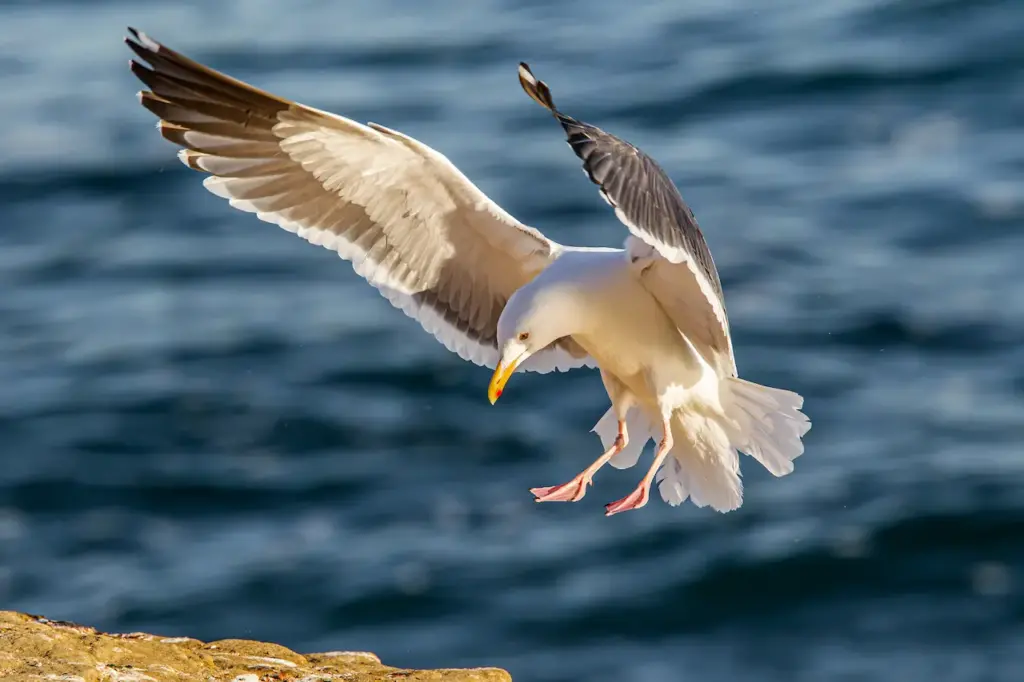 Thayer's Gulls is on Flight