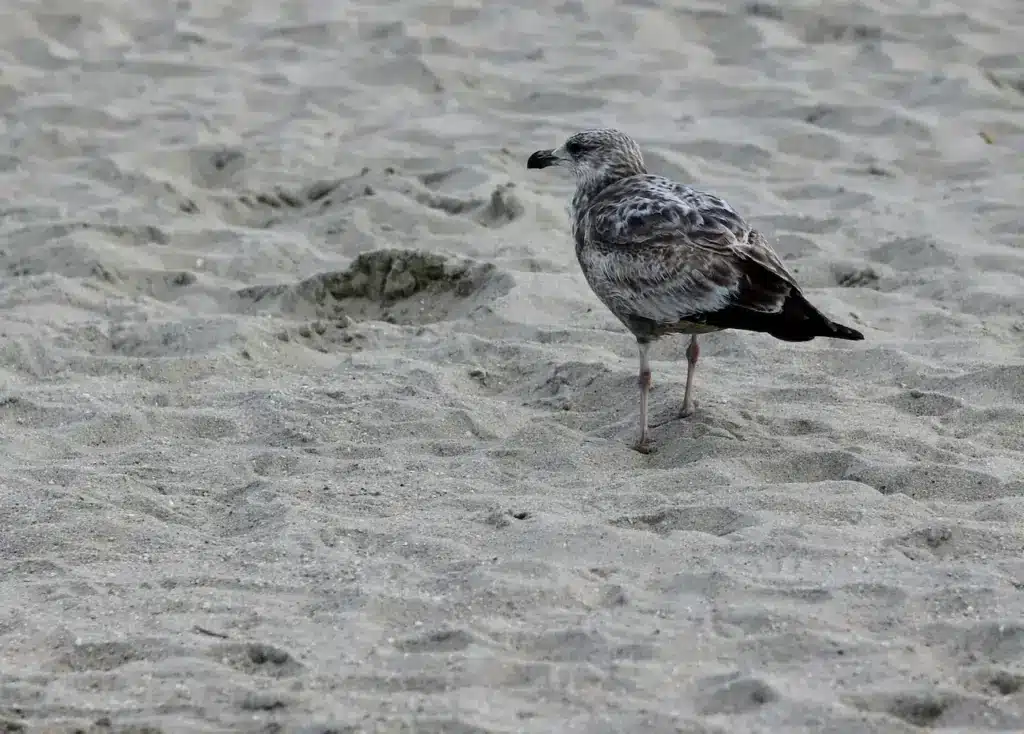 Thayer's Gulls is on the Sand