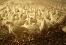 The 5 Best Cheap Chicken Brooders