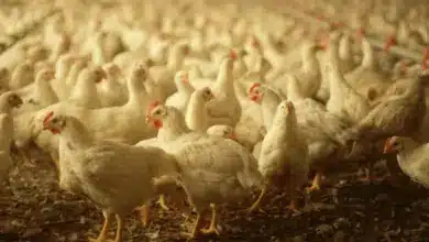 The 5 Best Cheap Chicken Brooders