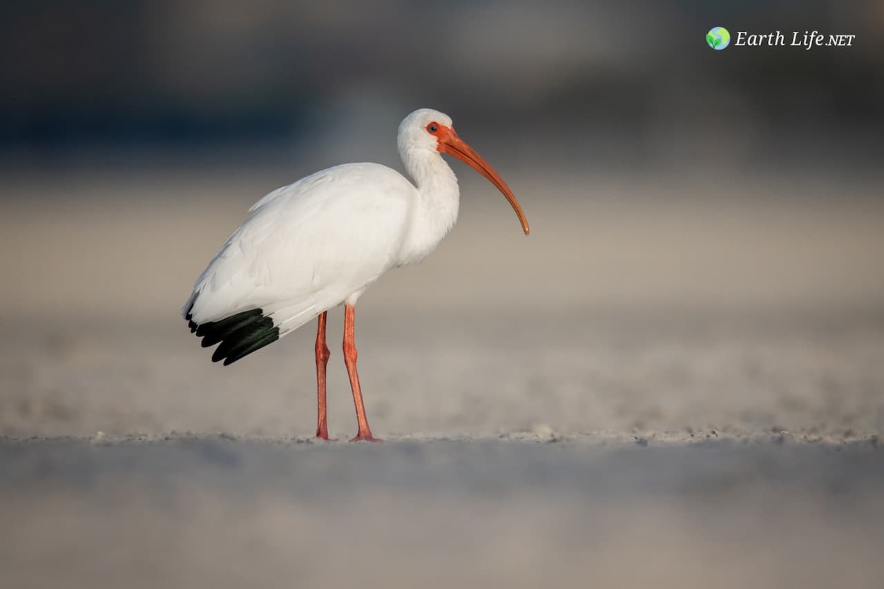 The American White Ibis (Eudocimus Albus) On Sand