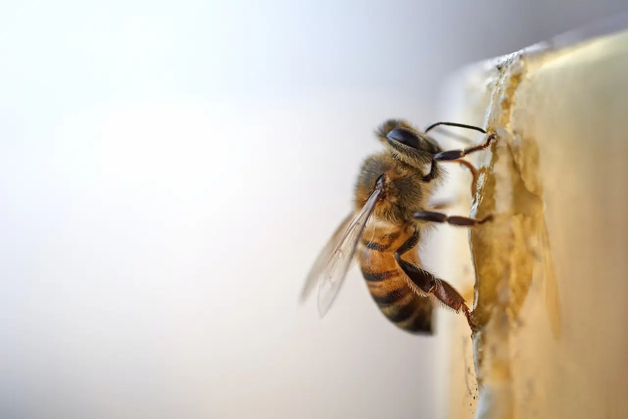 The Bee Links African and Honey Bees