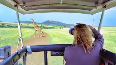 Lady Taking Picture if the Giraffe. The Best Places to See and Experience Wildlife
