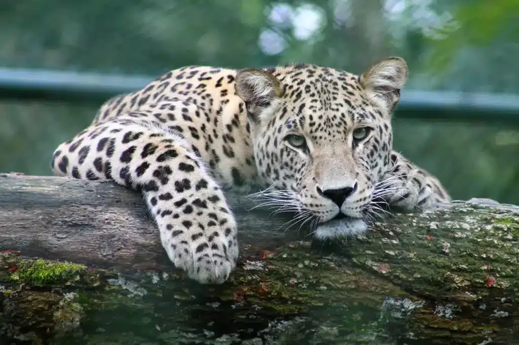 The Best Places to See and Experience Wildlife Leopard Close Up