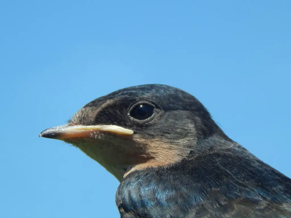 The Bird Forehead