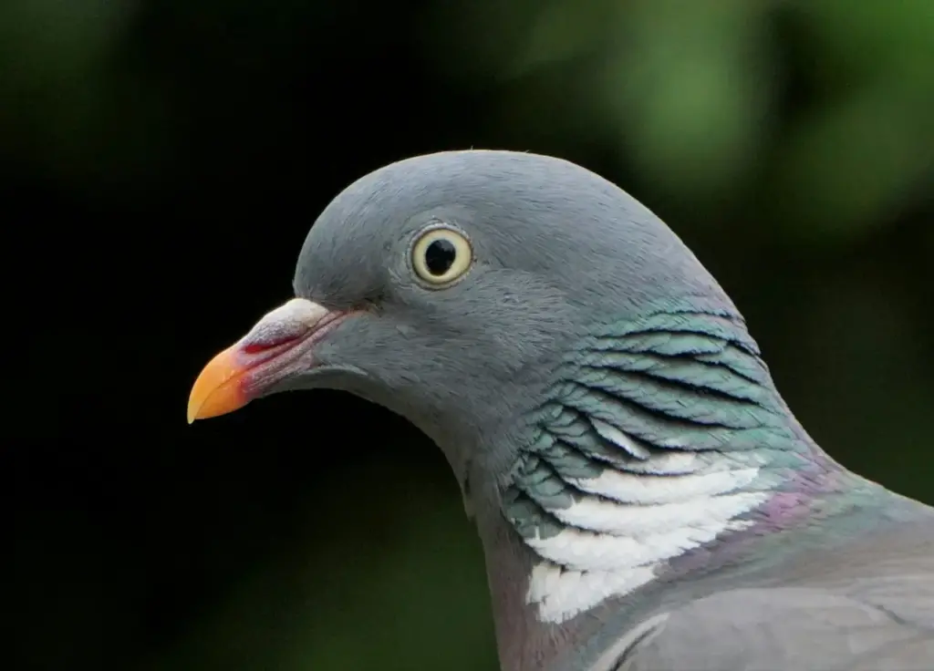 The Bird Forehead Information Pigeon