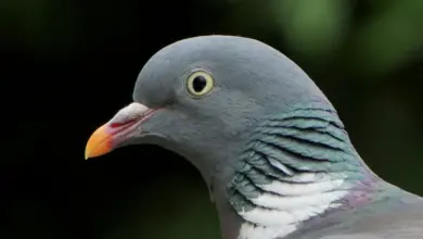 The Bird Forehead Information Pigeon