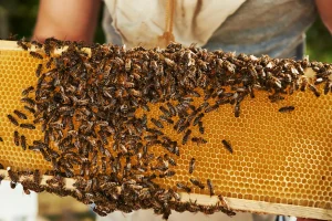 The Decline Of Insects On Our Planet Bee Hive