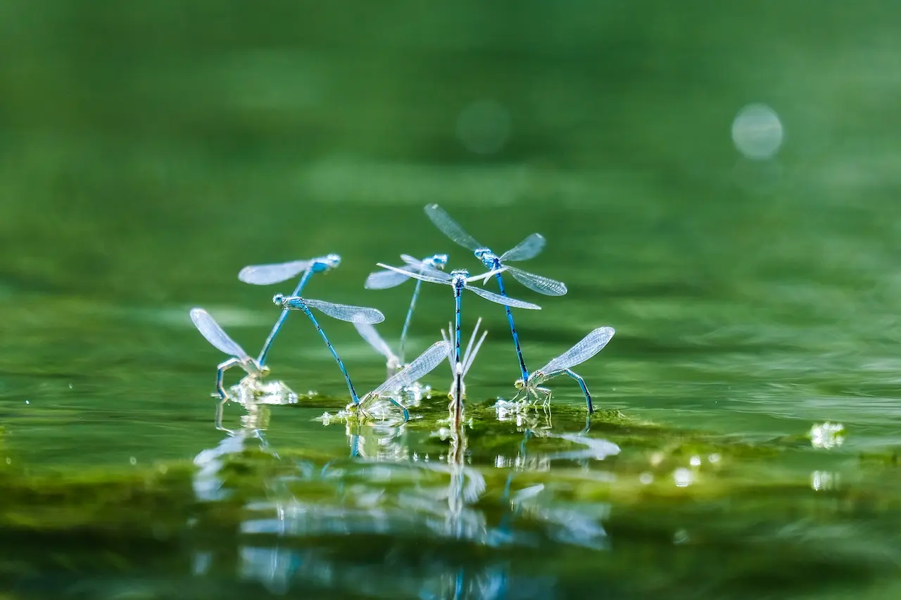 The Decline Of Insects On Our Planet Dragonflies On Water