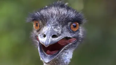 The Different Species of Flightless Birds Information Emu Close Up