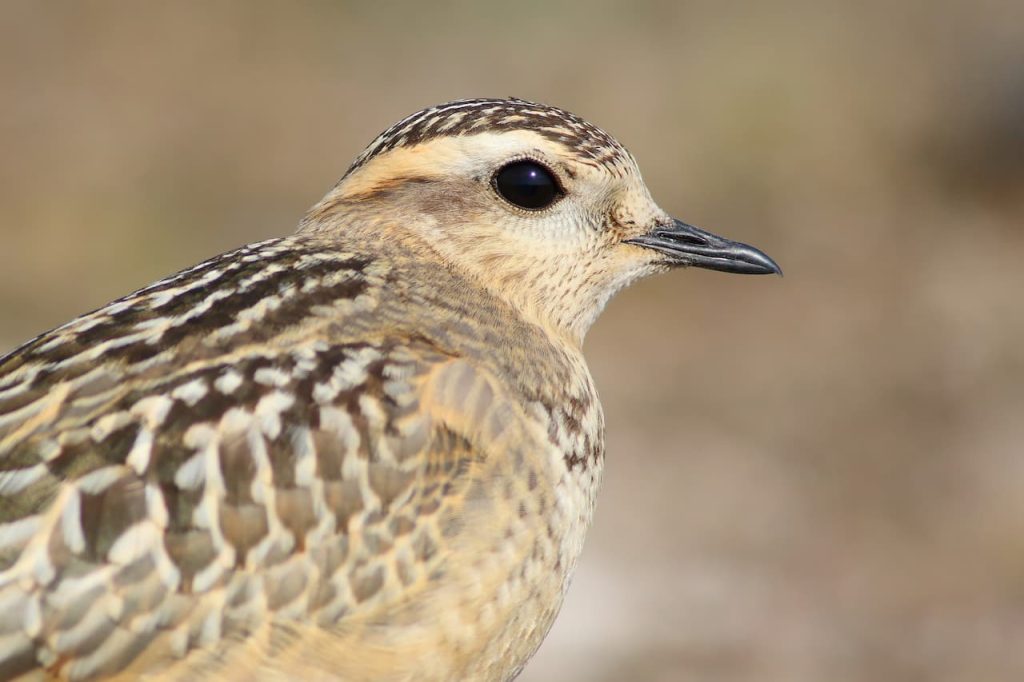 The Eurasian Dotterel Close Up