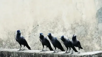Black Bird. The Evolution Of Birds