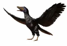 The Evolution Of Birds From The Archaeopteryx