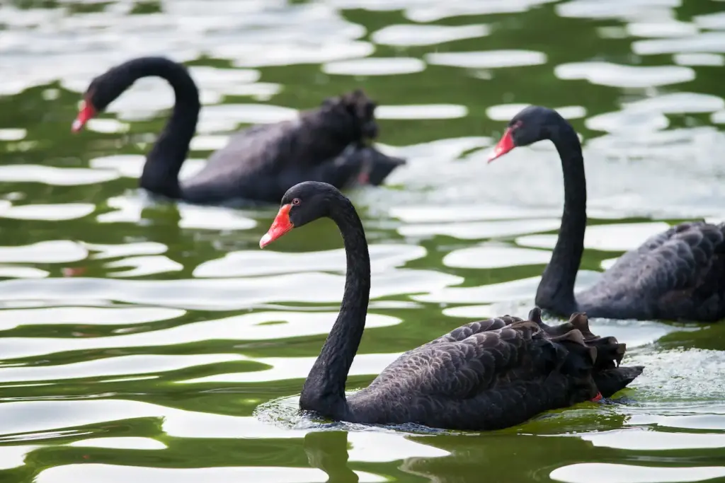 The Hunting of The Black Swans