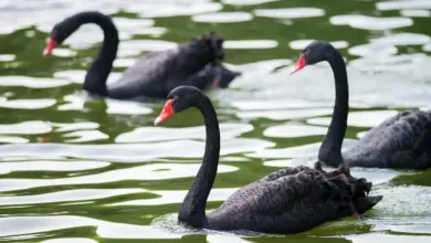 The Hunting of The Black Swans
