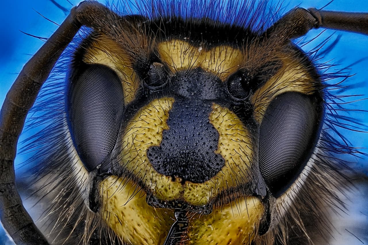 The Insect Head Guide To The Antennae Eyes & Mouthparts