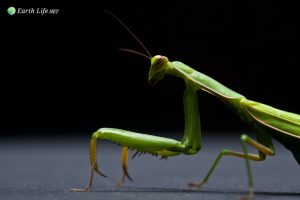 The Mantis Study Group Home Page
