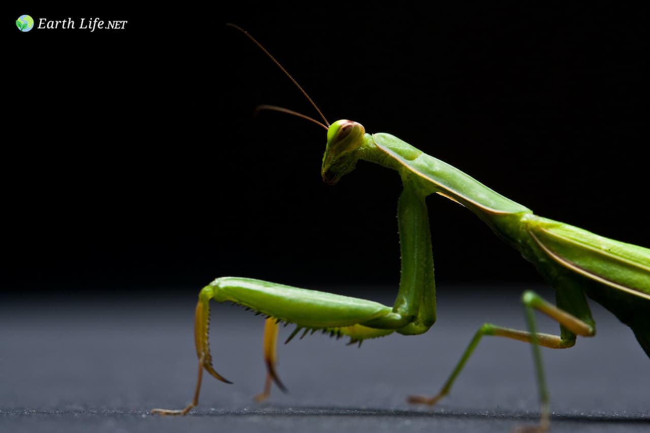 The Mantis Study Group Home Page
