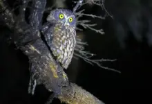 The Morepork Owl (Ninox novaeseelandiae) Of New Zealand