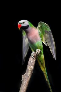 The Moustached Parakeet Perched With Wings Open